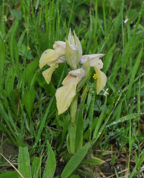 Serapias neglecta - di colore particolare